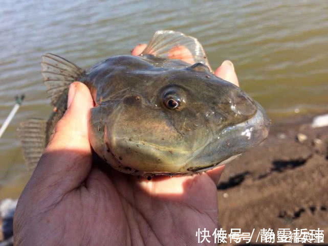 沙光鱼|有日子没来菜市场了,发现有鲜活的猪尾鱼,16元一斤