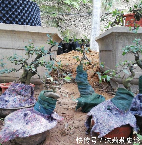 金弹子换盆后为什么会出现枯叶的现象，掌握方法轻松解决问题