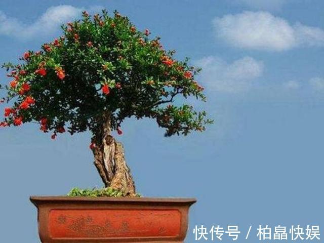 花朵大又红,寓意着子孙满堂,不抽烟、不喝酒也要养两盆