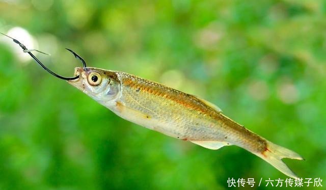 杂鱼|钓到小杂鱼是放生还是扔在岸上?其实都一样,道德绑架大可不必