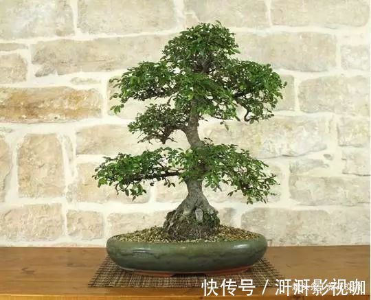铜线|特别适合新手养的榆树盆景,养室内也能生长良好