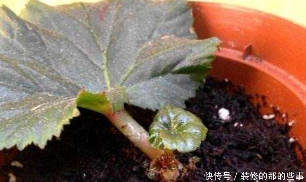 生根|这5种常见的花，不用枝条也能扦插，叶片插土里就能生根