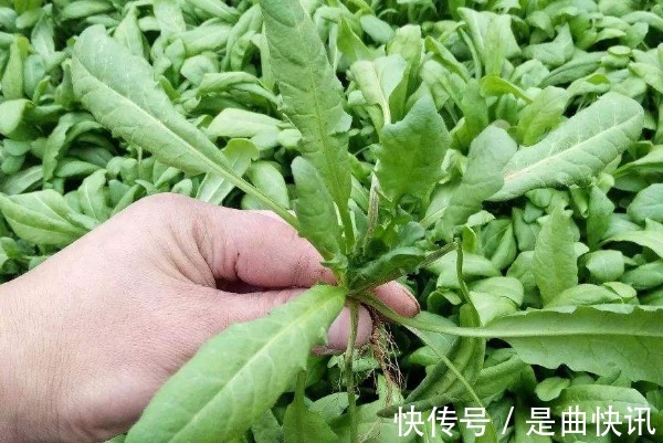 苋菜|夏天宁愿不吃山珍海味还要吃的4种野菜,不仅养人,还有许多好处