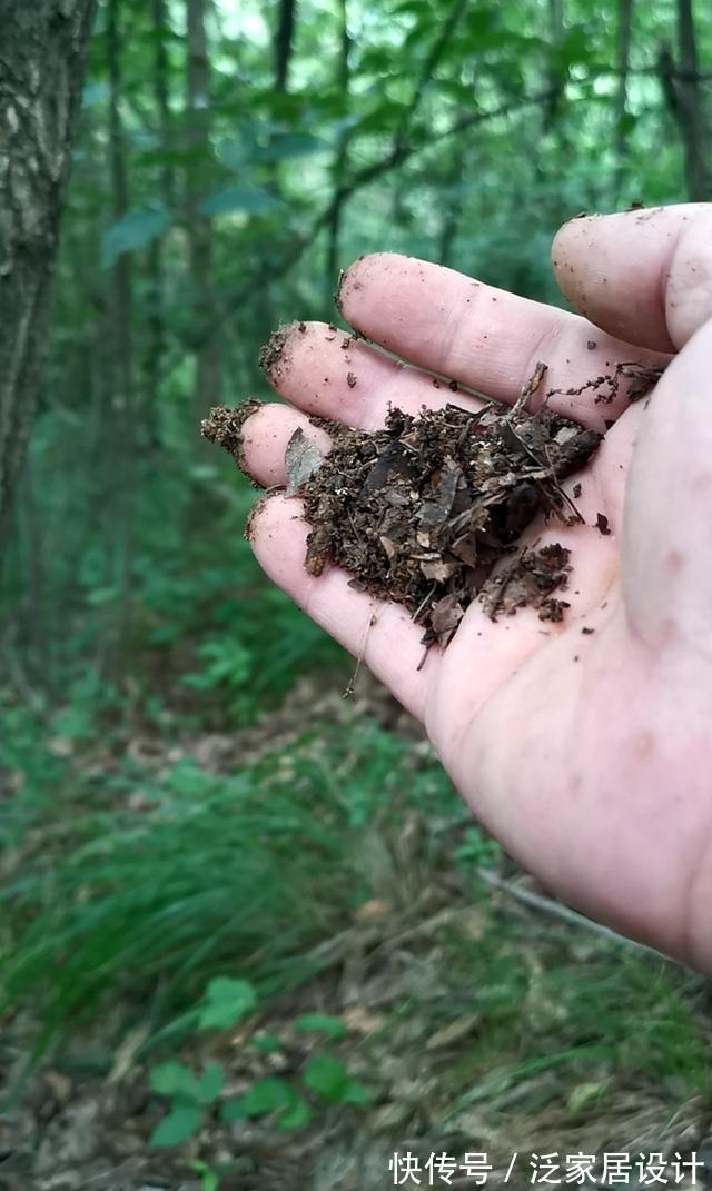 松针腐殖土|秋分到，正好配制兰花植料，松针土这样准备，明年就能养好兰花了