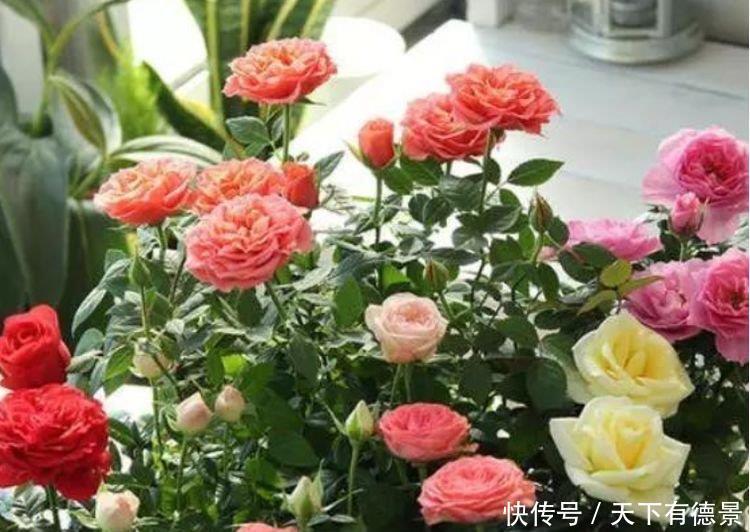 4种花高贵优雅,看了就让人沉醉,满屋飘香,好闻又漂亮