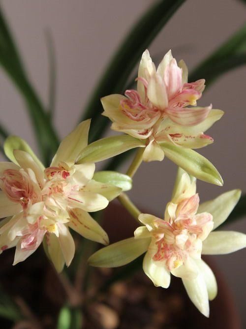 奇花异草|奇花异草“富山奇蝶”，花型罕见，香味浓郁，勤花勤草，新手必备