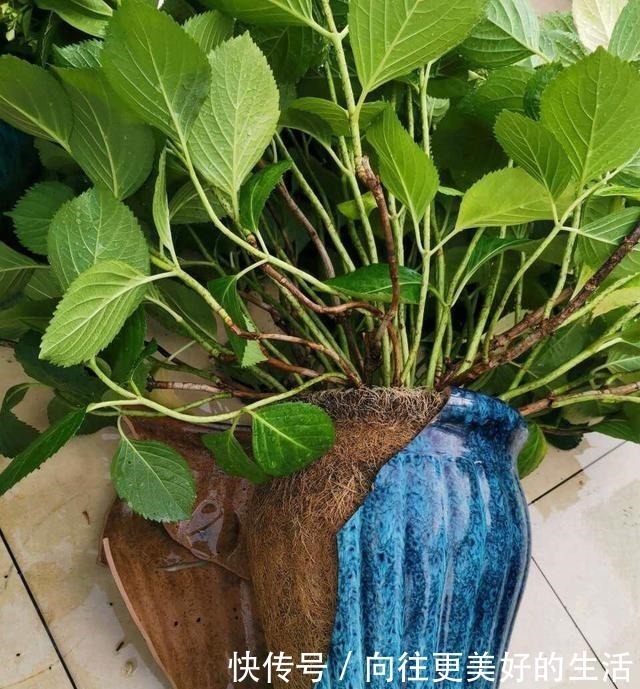 到了8月底 养绣球花抓住 3个 重点 枝条多 明年花朵密 粉紫色 到了8月底 养绣球花抓住 3个 重点 枝条多 明年花朵密 粉紫色