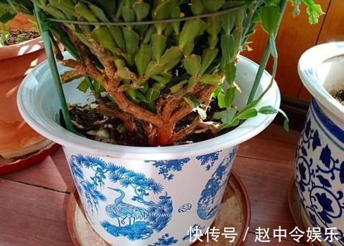 牛舌掌|嫁接蟹爪兰，选对砧木，10天愈合，15天成活，翌年开花爆盆