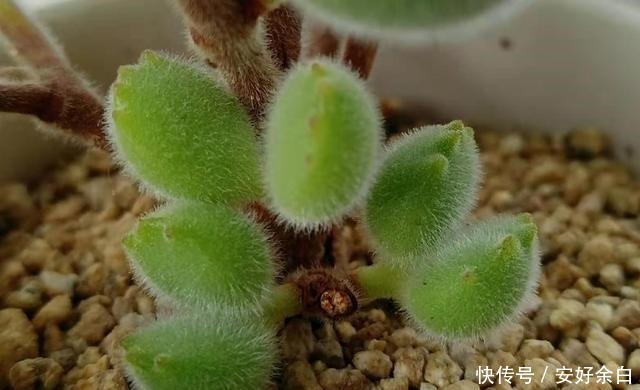 夏天多肉怎么浇水注意这4点,干爽适宜好度夏!