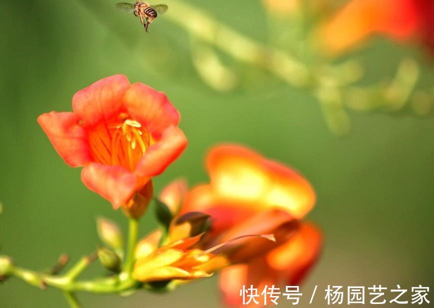 邻居|一棵凌霄花,两家好邻居闹情绪,凌霄花错了吗