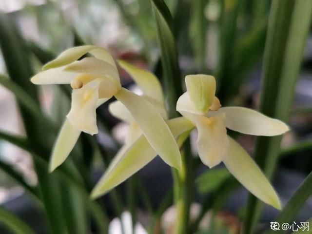 仙客来|公认难养的20种花,养一盆死一盆,下次还敢买