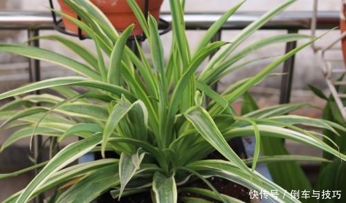 天冷也要换盆,这3种花11月之前换好盆,大冷天也能长得绿!