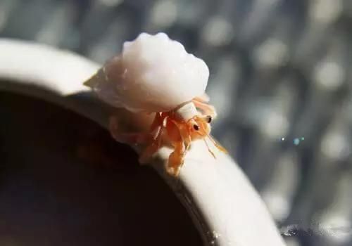 海鲜|渔民整理的海鲜大全,以后再也不怕不认识海鲜了