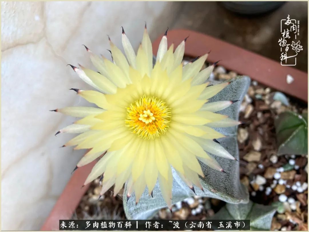 多肉|遇见即美，花事未荼蘼！种一桌子多肉，看花开花落！