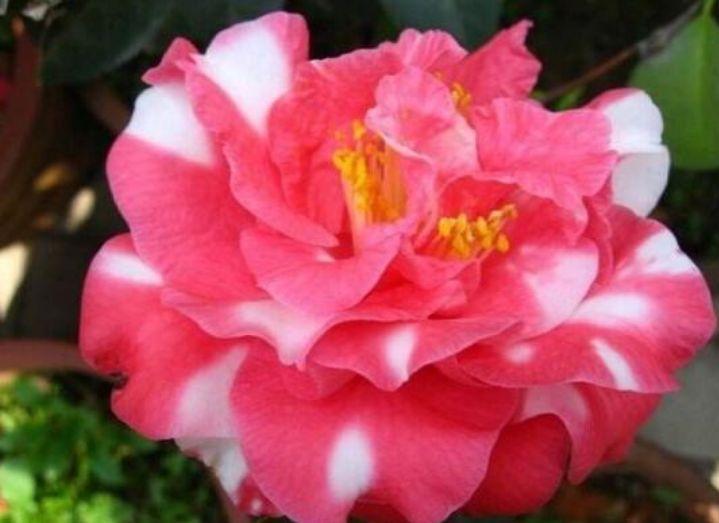 喜欢赏花,春天就种此款小花,人见人爱,美的让人热泪盈眶