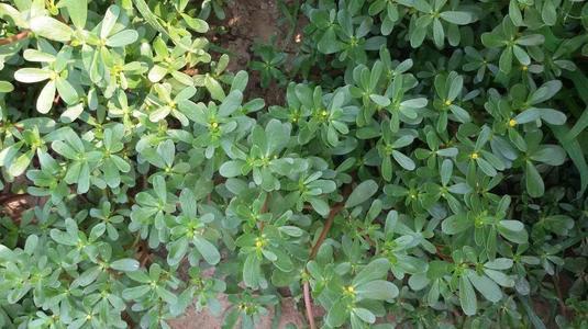 野菜|一种野菜是长命菜,让女性的皮肤重返活力,市场上卖的比猪肉都贵