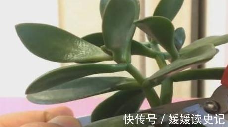 养玉树，学2招1盆变10盆，3点养护非常关键，快瞧瞧吧