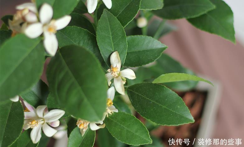 香水柠檬几月开花结果 香水柠檬几月开花结果