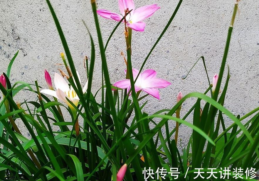 风雨兰|兰花难养,这些替代品可以选择,美起来不输兰花