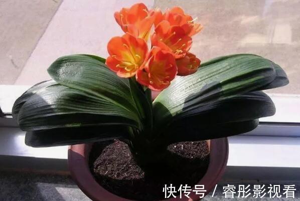 卧室可以放君子兰吗:卧室放君子兰净化空气(可以吸附灰尘)