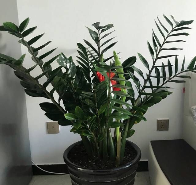 透水|金钱树的盆土干了以后浇透水一样的黄叶掉叶,金钱树该怎么浇水