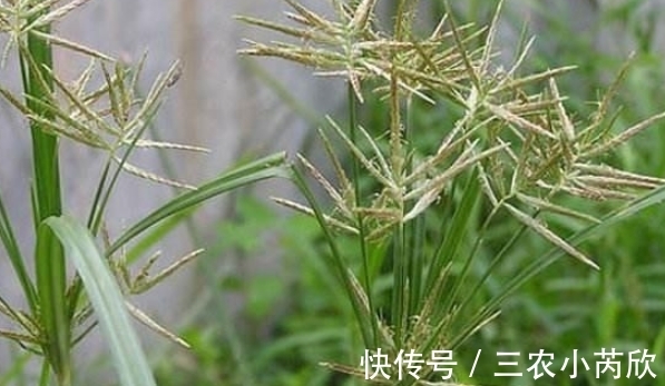 外表|农村一像牛筋草的野草,外表平平,根却价值很高