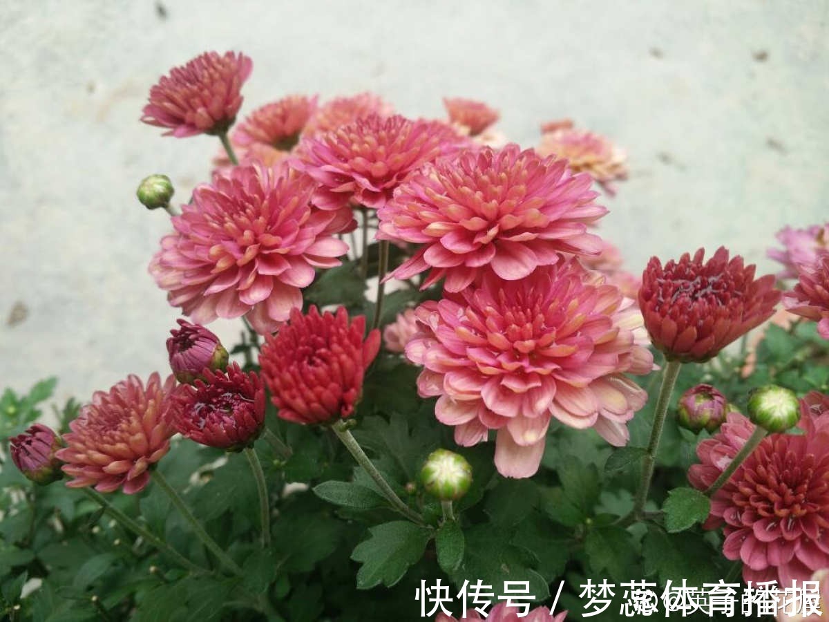 秋天|秋天是养草花的季节,12种草花现在播种,俩月就能开花