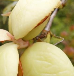 只有农村才有的美味,吃过3种以上就算有口福了