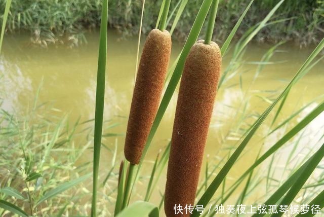 香蒲草|1种野草像“香肠”,若在池塘边看到它,请爱惜,珍贵、有价值!