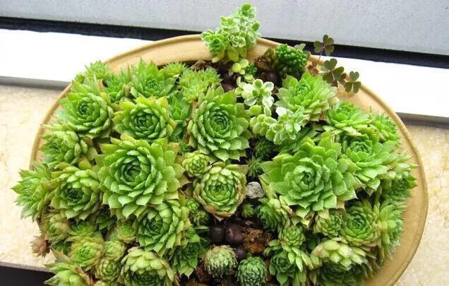 秋天养“观音莲”,别忘摘点芽繁殖,一棵变10棵,来年又长一大圈