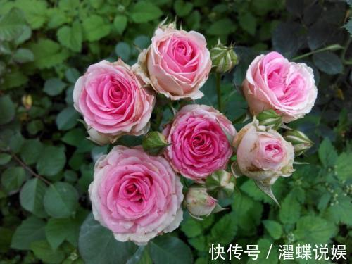 夫妻|只生一个孩子的的夫妻,到老了以后,生活无外乎都是三个样子