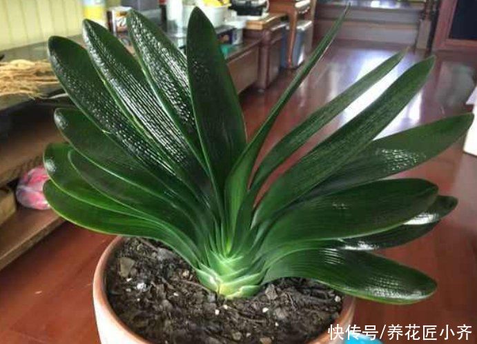 君子兰越养越难看？掌握这3个小技巧，叶片整齐油亮，侧看一条线
