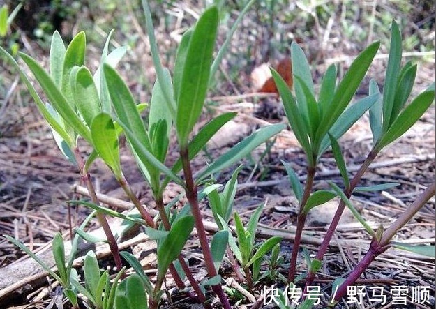 补肝|以下3种野菜能强身健体，生津补肝，降三高，值得称赞