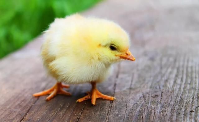 孩子|这5类食物让孩子越吃越“早熟”,孩子不懂,家长可别跟着无知