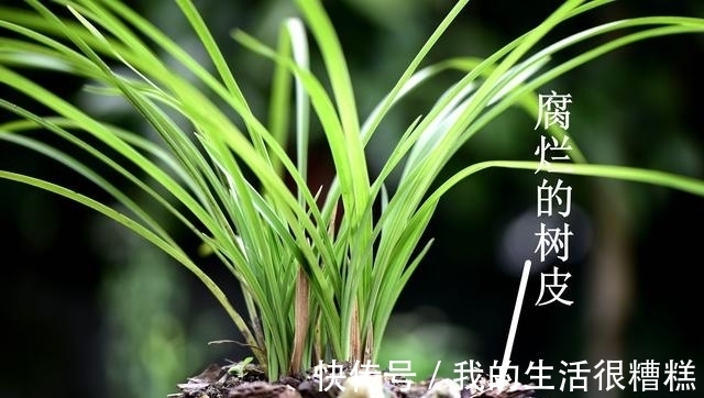 兰花能用透明塑料盆养吗?这样使用效果更好,新手兰友须知