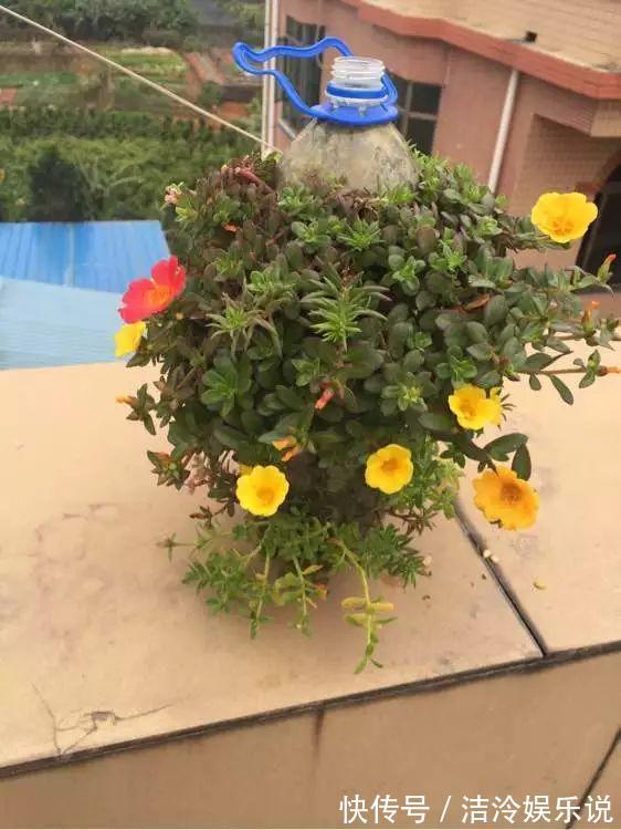 多肉|矿泉水瓶有“大作用”,10个“用法”最经典,可以种豆芽、养花