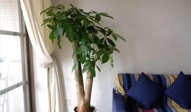 光合作用|文竹、发财树,用这“水”养一养,一窜2米高,再也不黄叶!