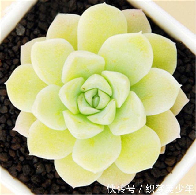 5种莹白如玉的白的白色多肉,洁白无瑕纯洁典雅,新手也能养得好