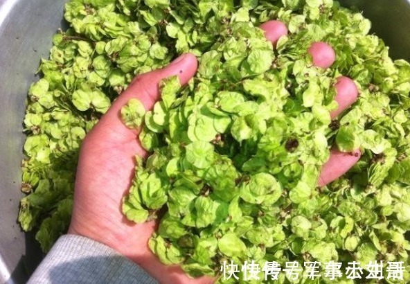 穿心莲|实不相瞒：比消炎药还管用的四种野菜是它们，小炎症不用跑医院