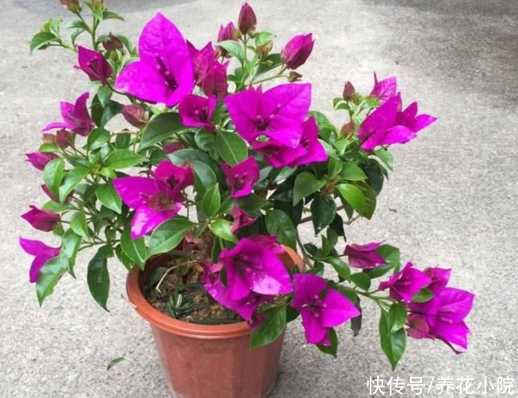 秋天|秋天让三角梅开花，只需给它做好这3点，开花又多又鲜艳