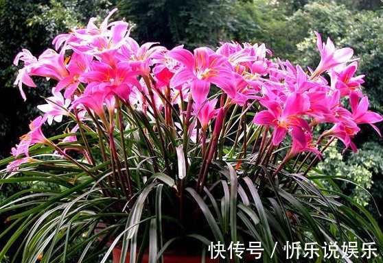 播种|这2种花比月季还好看,比绿萝还好养,你家有养吗