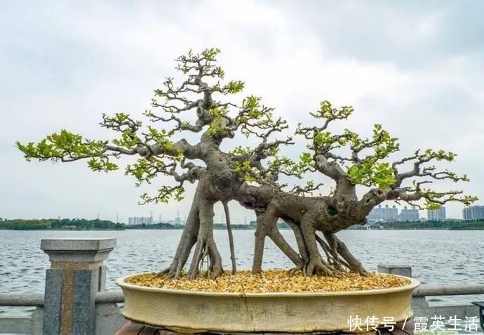 树木|盆景制作技法夏天来到,盆景脱衣换锦,有6种好处