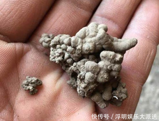 花友|淘米水啤酒水,真不如这种水,养花一绝,浇一盆旺一盆