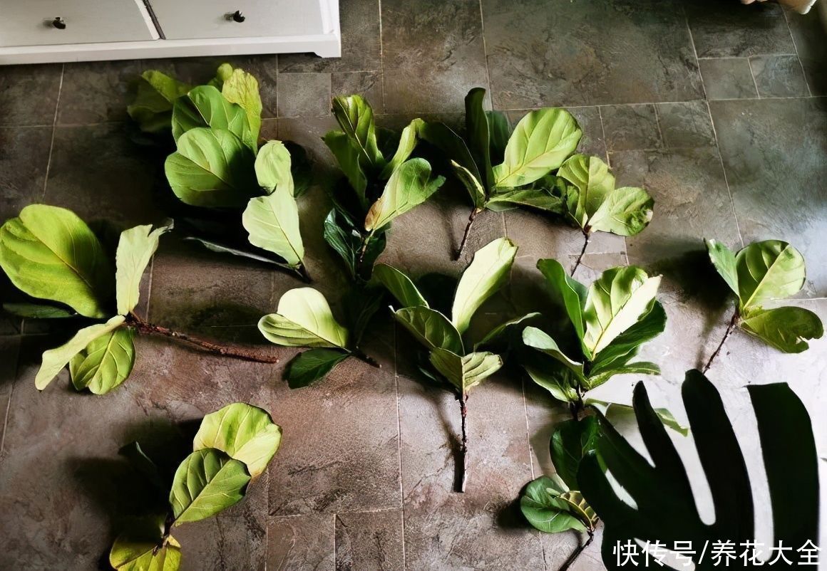 10种花越高越值钱，能长到2米，大高个霸气镇宅