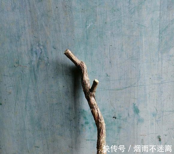 玩盆景造型很重要哦,就像这两个六月雪素材,这样培育真的美翻了!