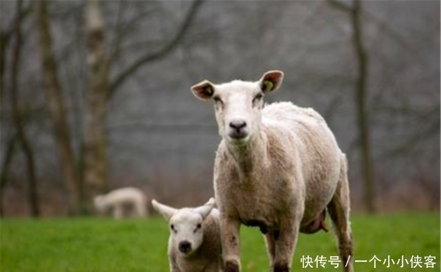 十羊九不全,一全坐殿堂究竟是什么意思呢?