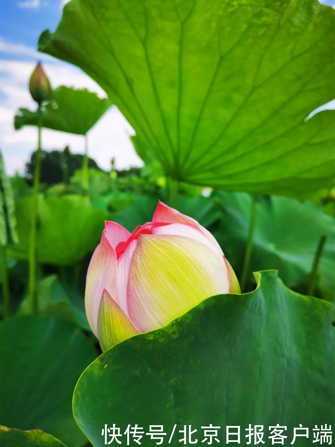 花期 惊艳！海淀第一波荷花开了，就在圆明园