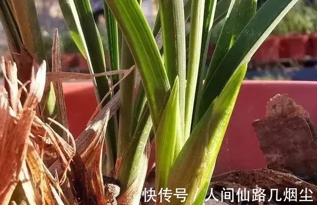 寒露时节,如何管理兰花?只需一个小技巧,花苞更健壮开花更香