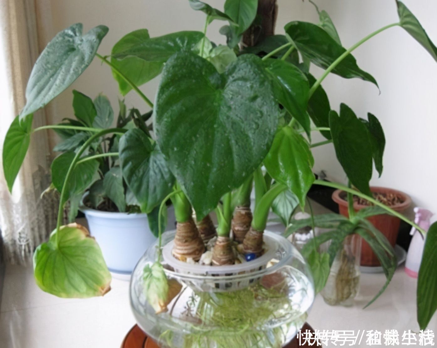 室内不知道养啥花卉?10种耐阴花,供你随意挑选