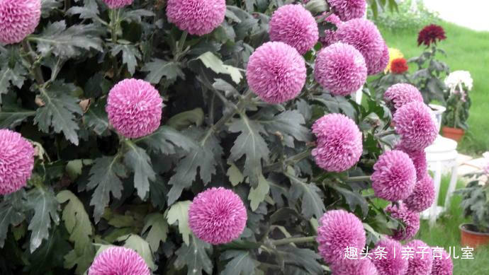 喜欢养菊,那就养”乒乓菊系列“紫乒乓菊,花色妩媚,花形圆满!